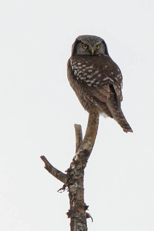 Northern Hawk Owl - ID: 14387643 © Raven Schwan-Noble