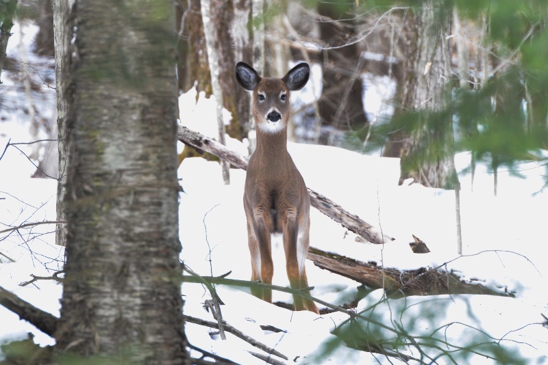 Young Deer - ID: 14387644 © Raven Schwan-Noble