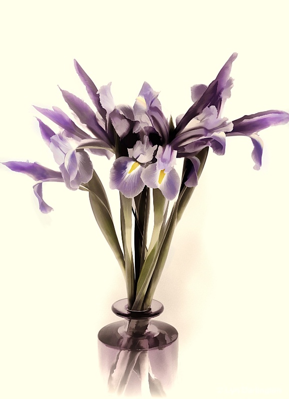 Purple Iris.