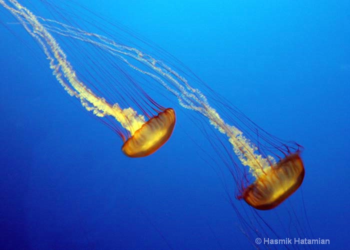Jellyfish - ID: 14387836 © Hasmik Hatamian