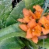 © Elliot Barnathan PhotoID# 14387983: Longwood Gardens 22