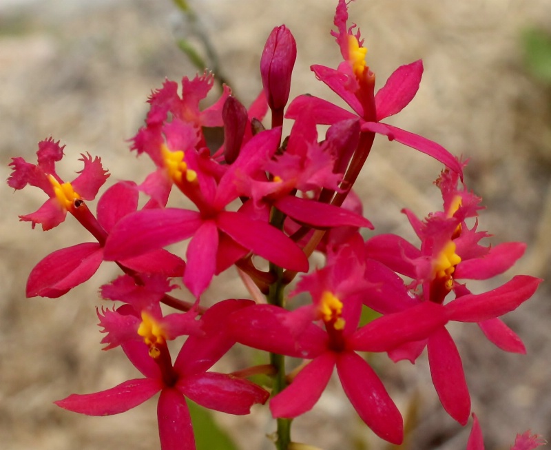 Crucifix orchid