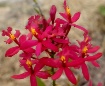 Crucifix orchid