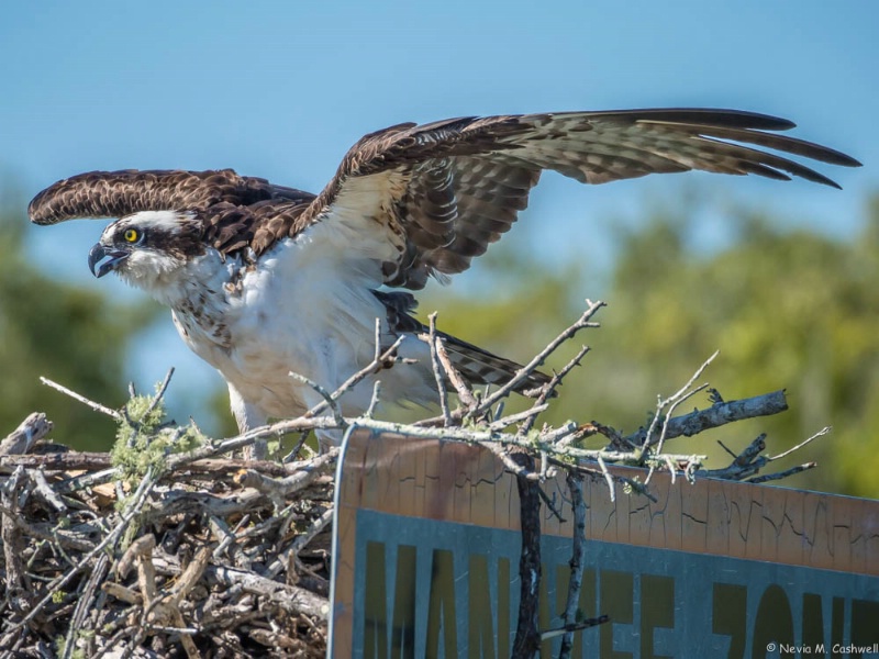 Osprey in Nest - Everglades City