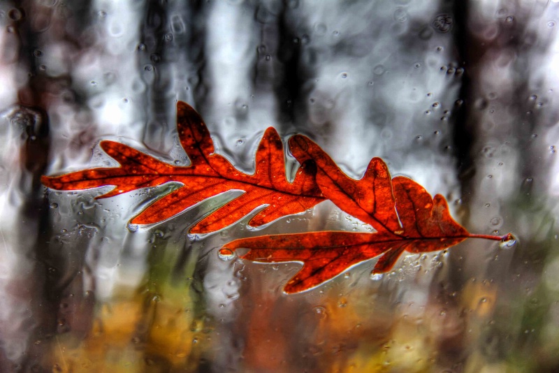 Two red leaves on glass