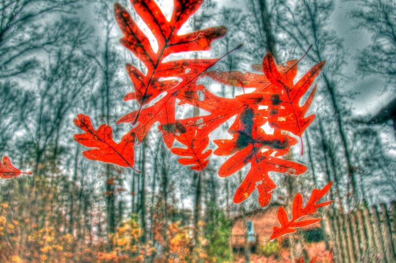 Red leaves on glass