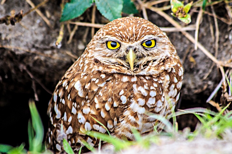 Burrowing Owl surfacing