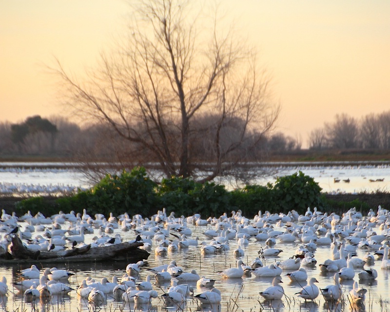 Geese in the Wetlands