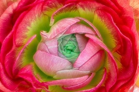 Color me Spring