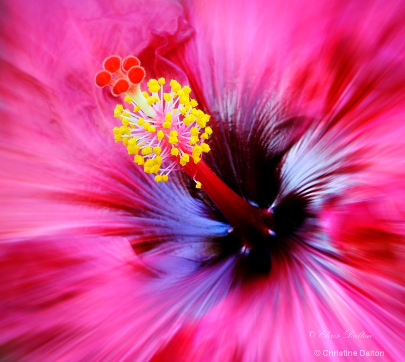 Hibiscus Burst