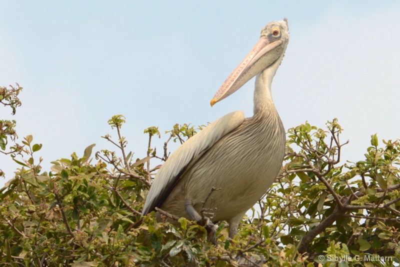 Pelikan, Tonle Sap Bird Reserve - ID: 14388298 © Sibylle G. Mattern