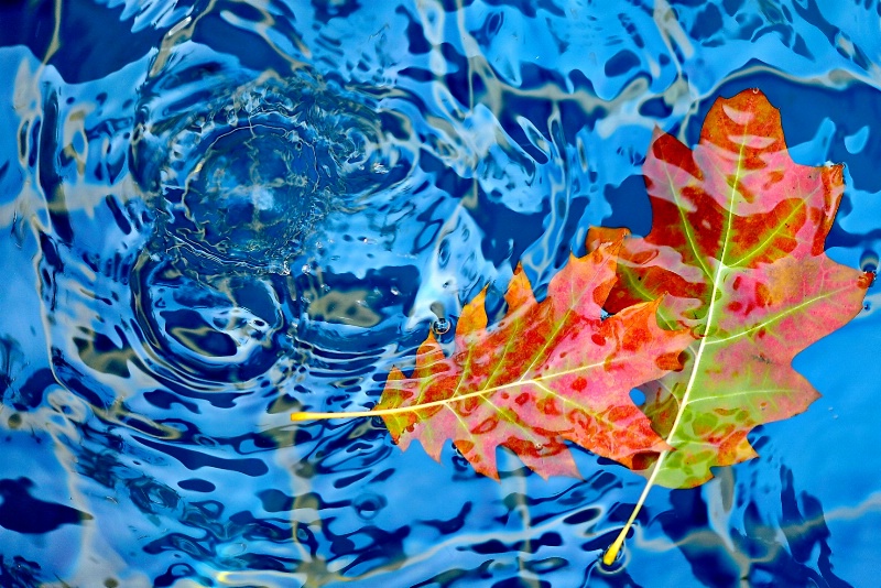 Red Oak Leaves