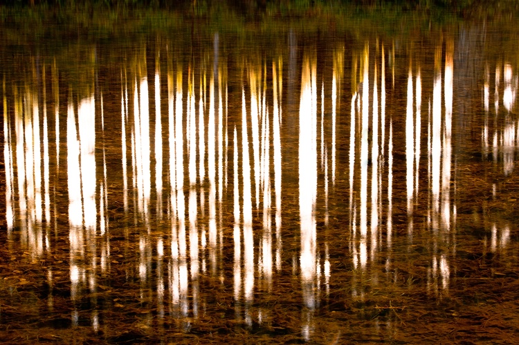Pond Reflections - ID: 14388473 © william (. Dodge
