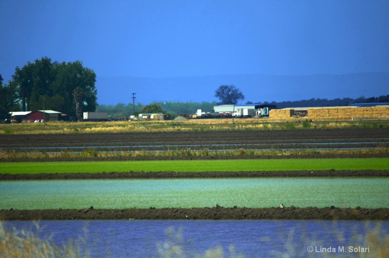 Central Valley Rice Farm (after)