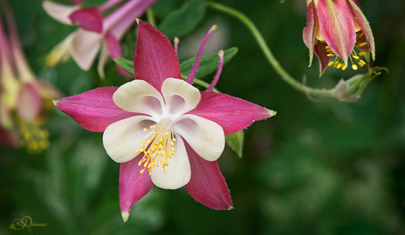 KY Columbine