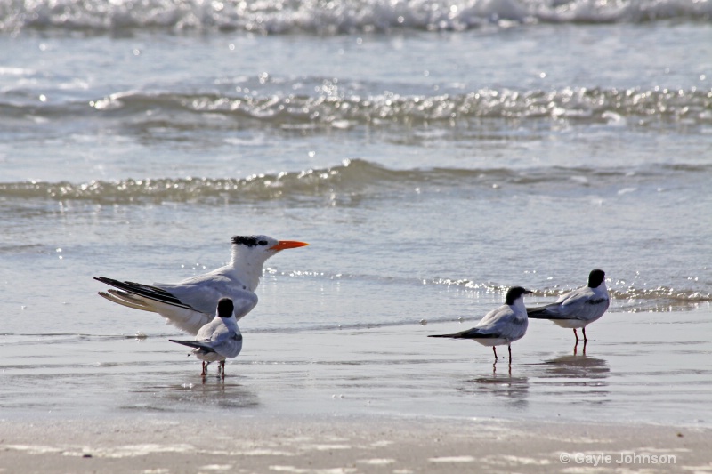 Royal Tern