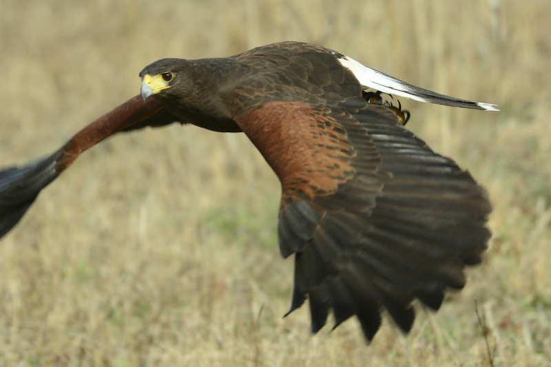 Harris's Hawk in Flight