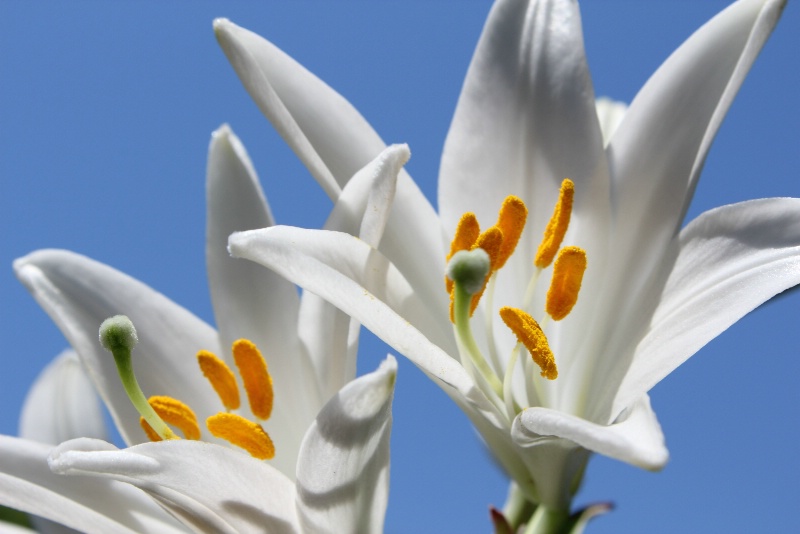 Lily flowers  in daylight 