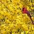 IMG_4474 Cardinal in Forcythia - ID: 14391018 © Cynthia Underhill