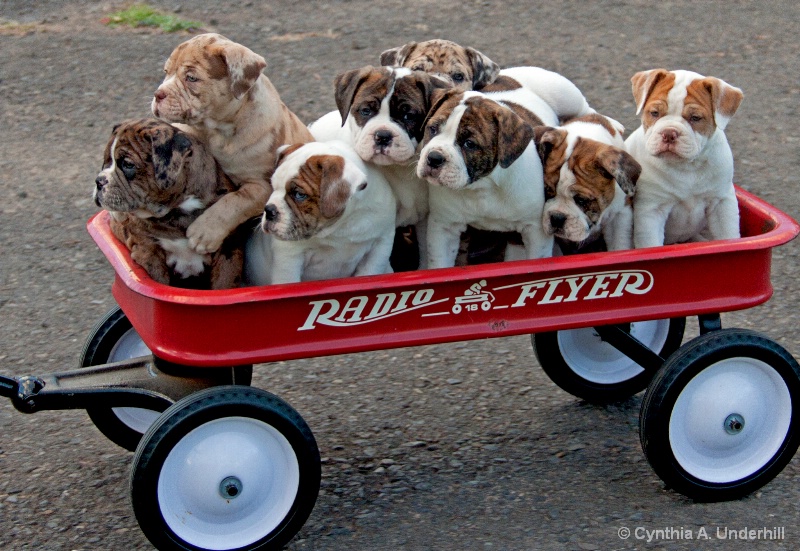 IMG_5691 Alapaha Blue Blood Bulldog pups - ID: 14391024 © Cynthia Underhill