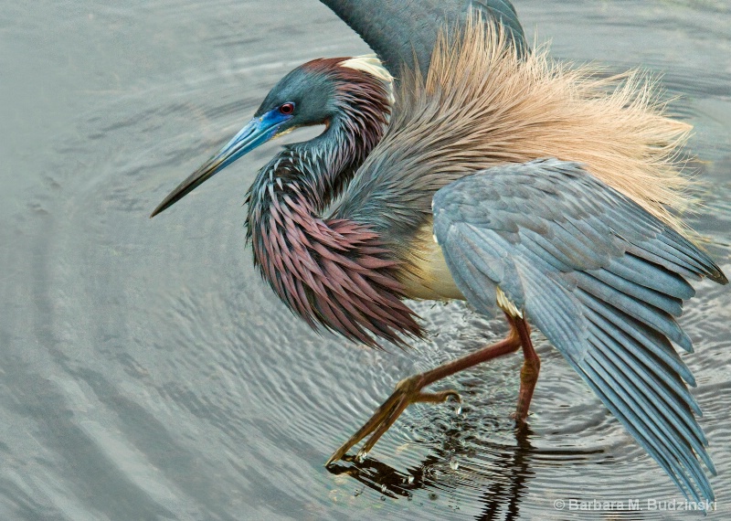 Dancing in Breeding Plumage