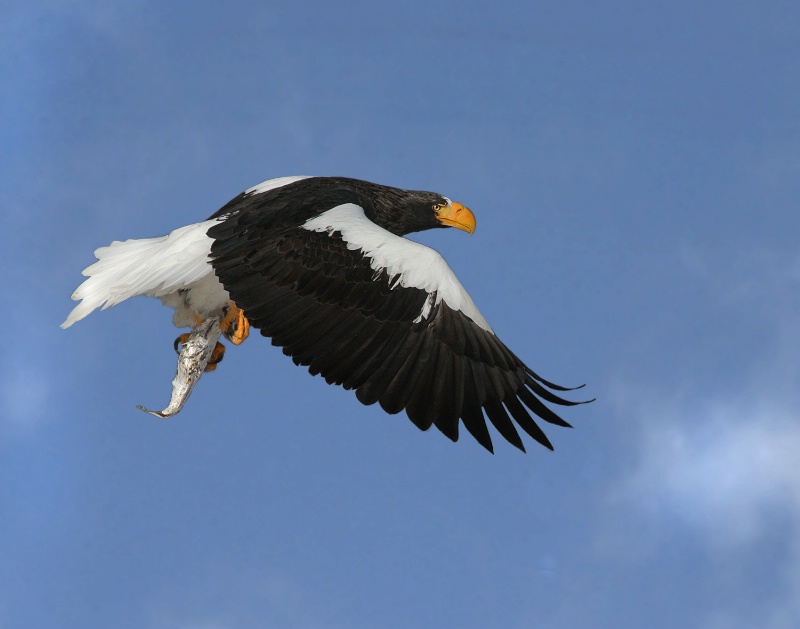 Steller Eagle With Fish