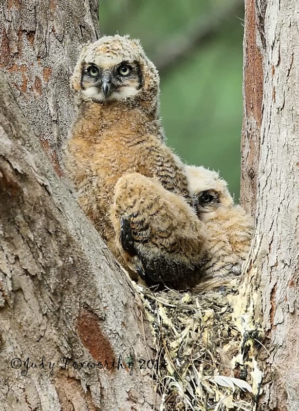 Siblings    Great Horned Owls, 4  and 3 weeks old