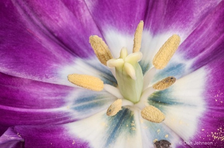 Tulip Close-Up