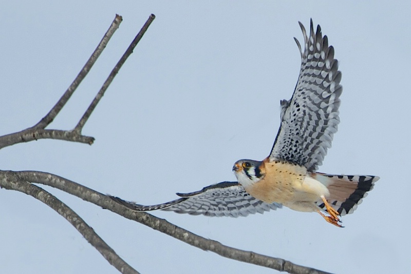 Kestrel Flying in the Branches