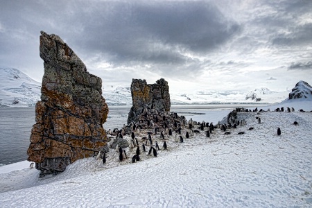 Chinstrap Penguins