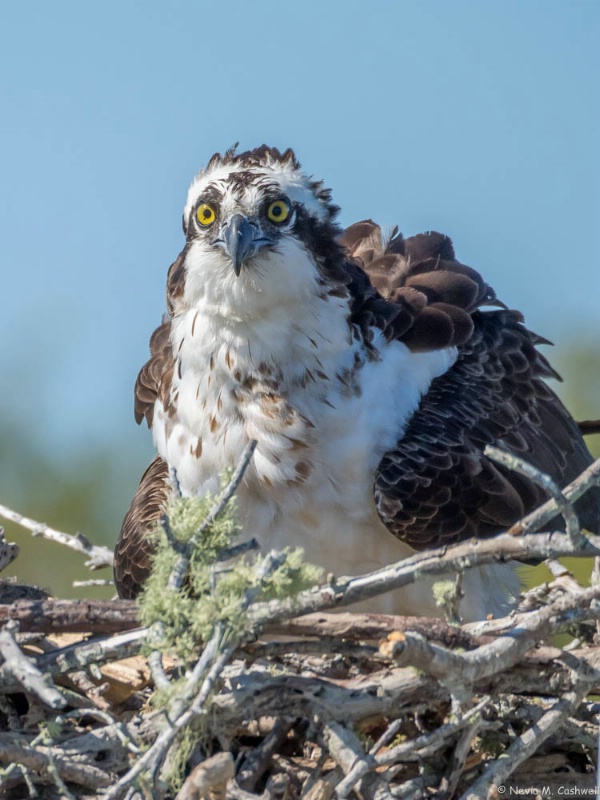 Osprey in Nest 2 - Everglades City
