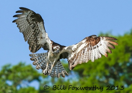 Osprey Full Wingspread