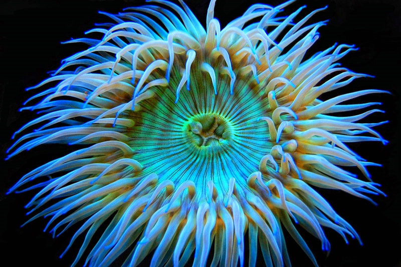 Green Anemone