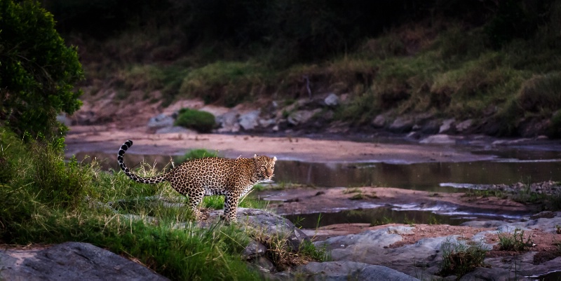 Leopard at first Light - ID: 14392352 © Bob Miller