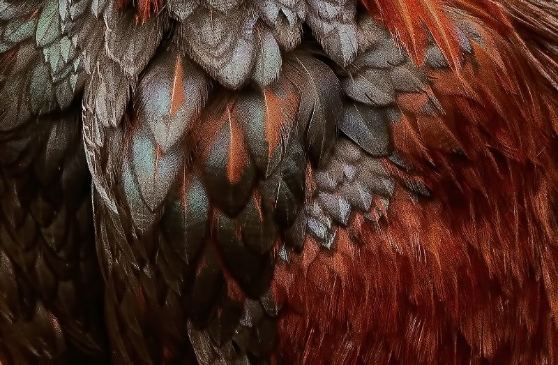 Hawaiian Chicken  - ID: 14392357 © Bob Miller