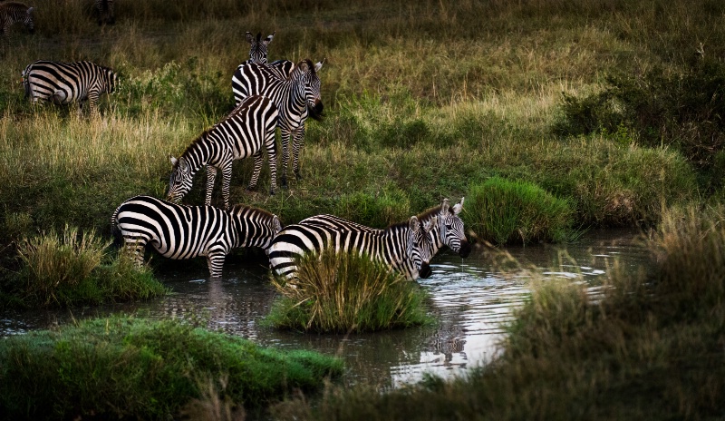 Zebra - ID: 14392369 © Bob Miller