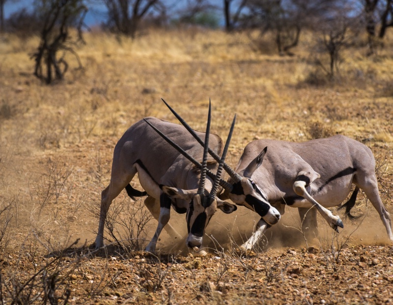 Oryx Fight - ID: 14392373 © Bob Miller