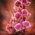© Loan Tran PhotoID # 14392396: Orchids
