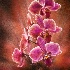 © Loan Tran PhotoID # 14392396: Orchids