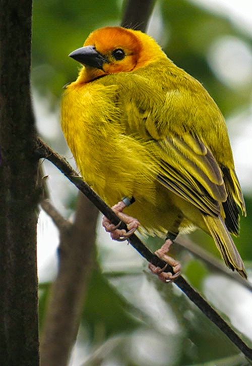 weaver bird img 1467 - ID: 14392636 © James E. Nelson
