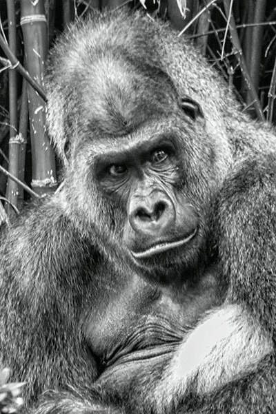 gorilla male b w img 1475 - ID: 14392655 © James E. Nelson