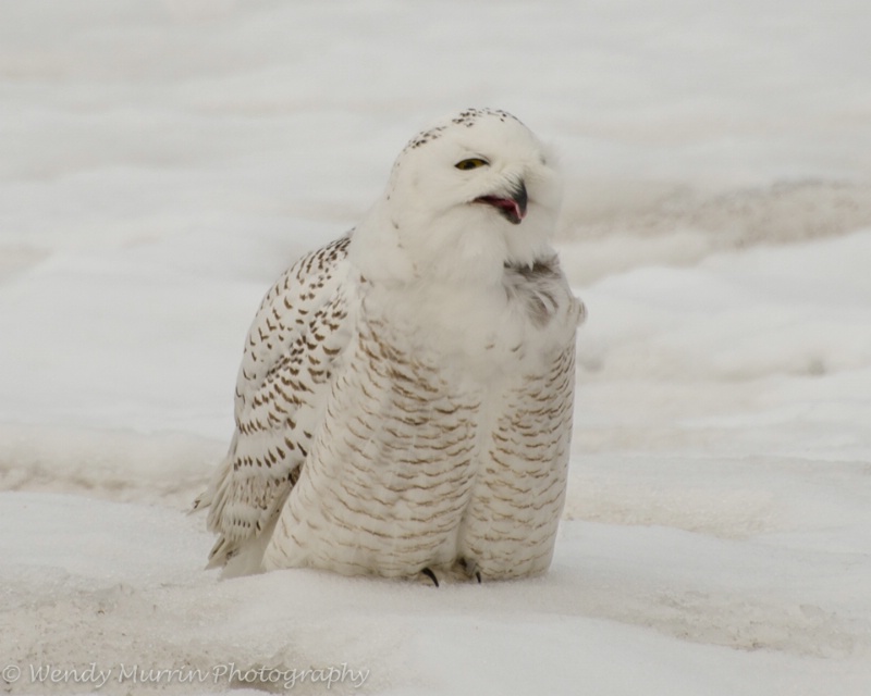Snowy Owl mid preen