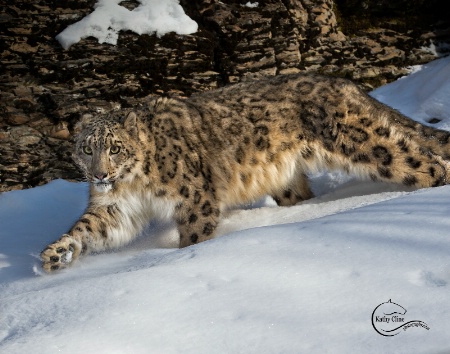 Female Snow Leopard