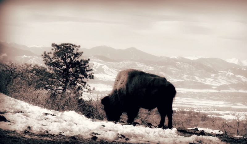 Urban Buffalo