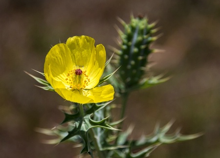 Desert Blossom