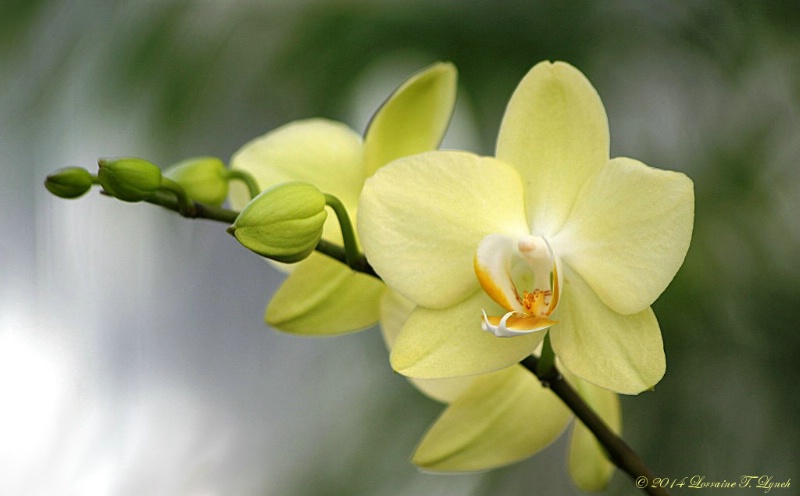 Pale Yellow Orchid