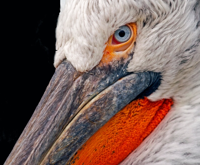 the pelican again  - ID: 14393016 © Birthe Gawinski