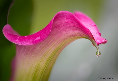 A Calla Drop