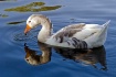 Reflective