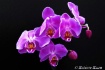 Purple orchides